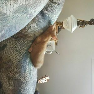 Meet your Posher, Samantha